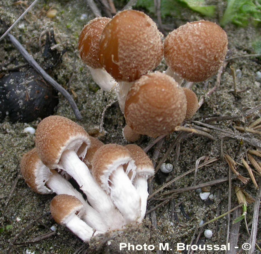 Psathyrella spintrigera