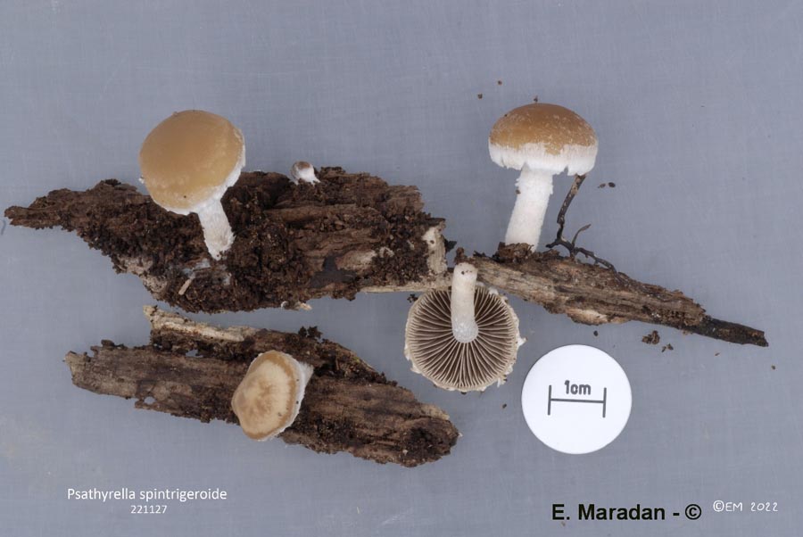 Psathyrella spintrigeroides