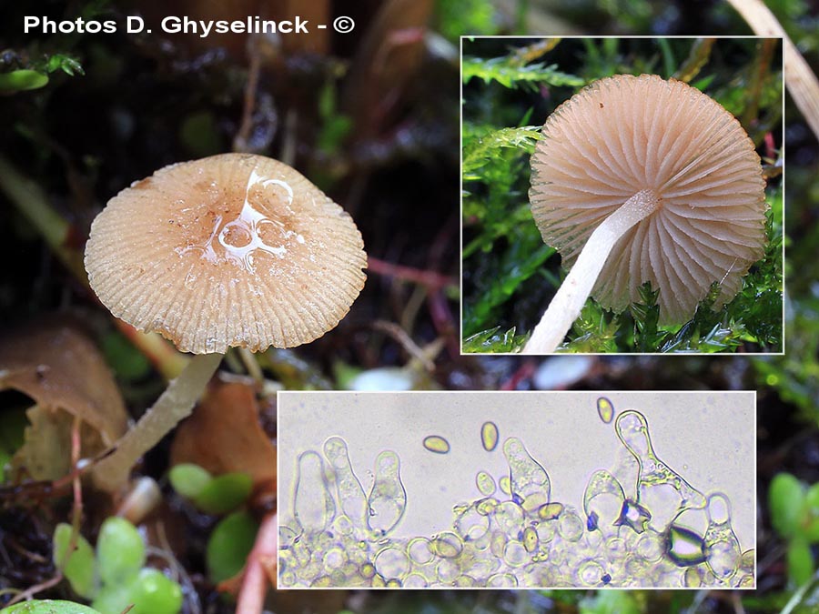 Psathyrella typhae