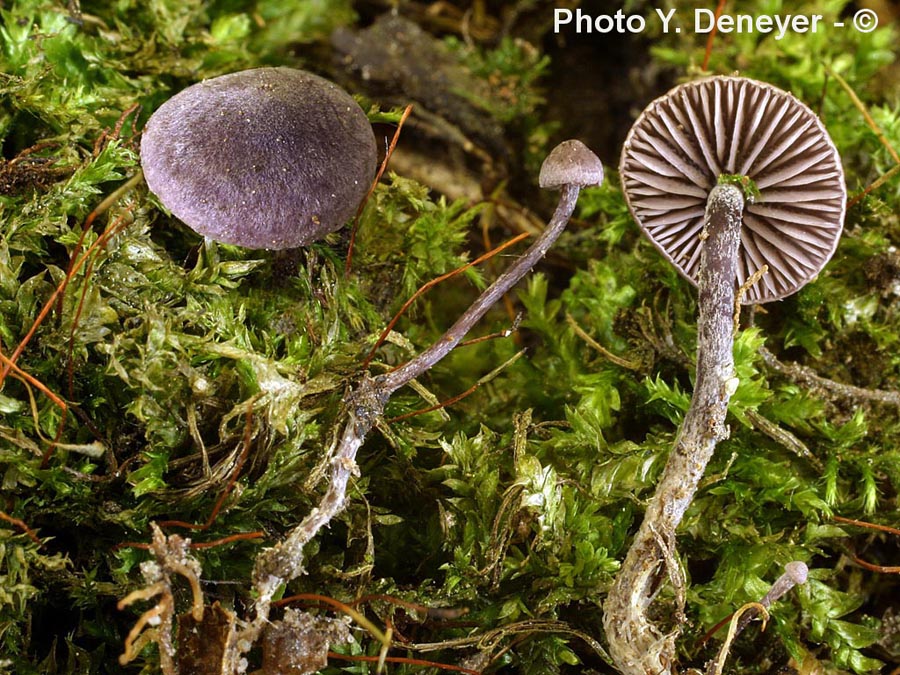 Pseudobaeospora pillodii