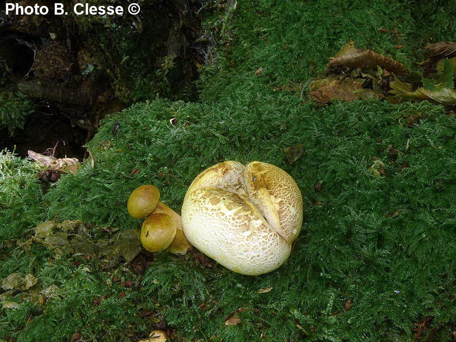 Xerocomus parasiticus (Pseudoboletus parasiticus)