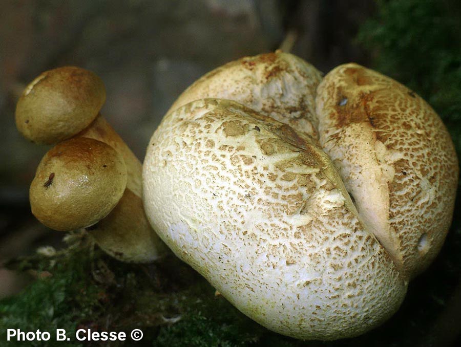 Xerocomus parasiticus (Pseudoboletus parasiticus)