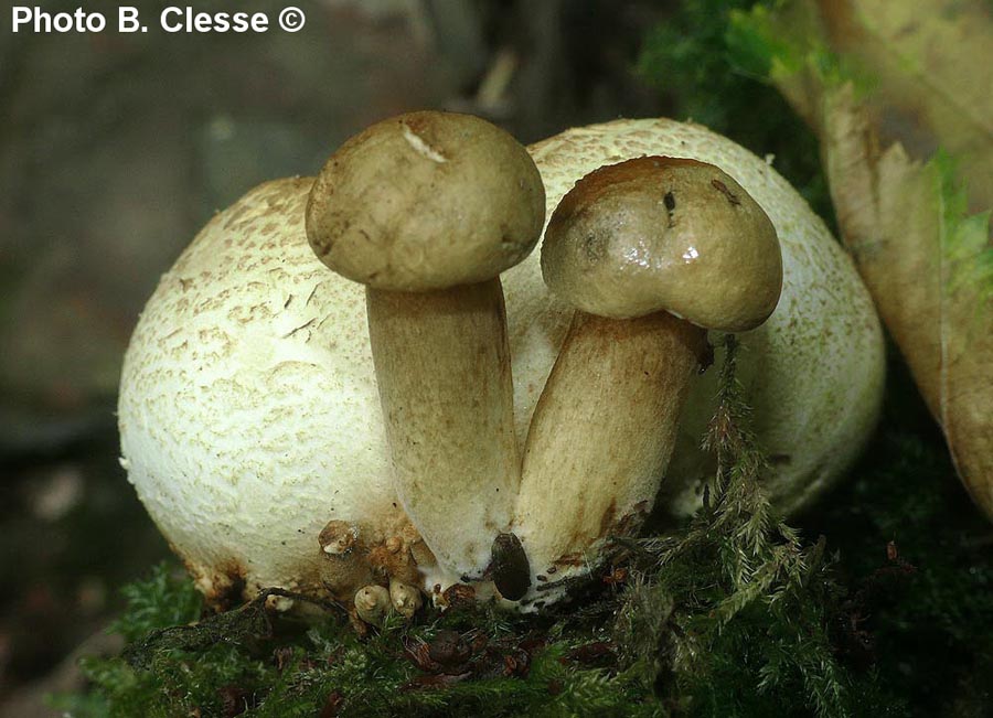 Xerocomus parasiticus (Pseudoboletus parasiticus)