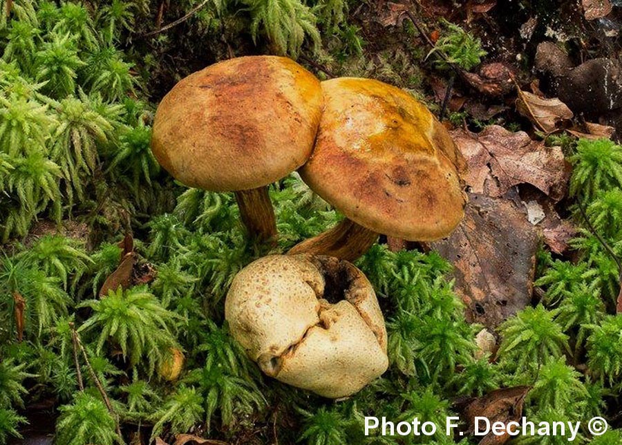 Xerocomus parasiticus (Pseudoboletus parasiticus)