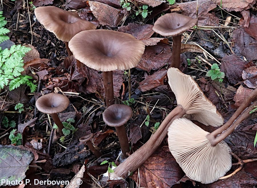 Pseudoclitocybe cyathiformis