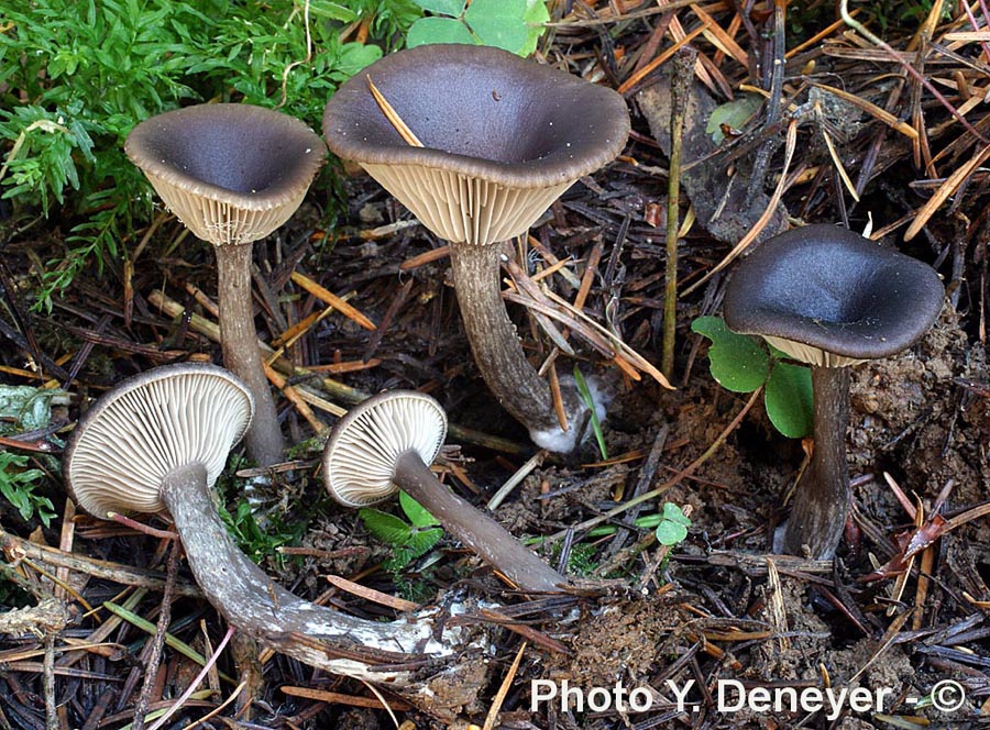 Pseudoclitocybe cyathiformis