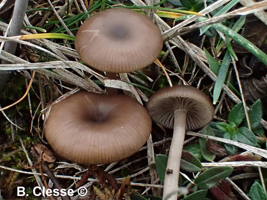 Pseudoclytocybe obbata