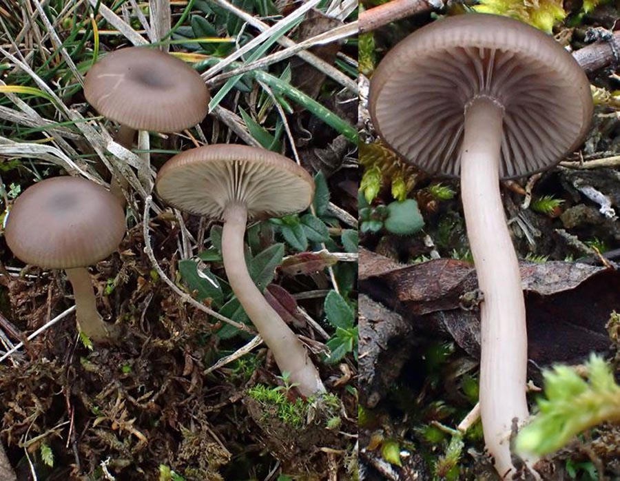 Pseudoclitocybe obbata