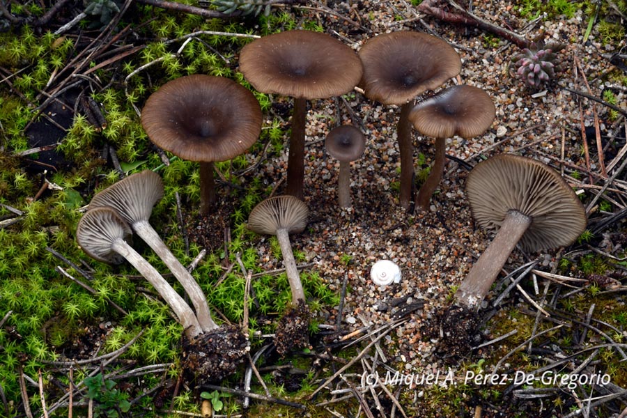 Pseudoclitocybe obbata