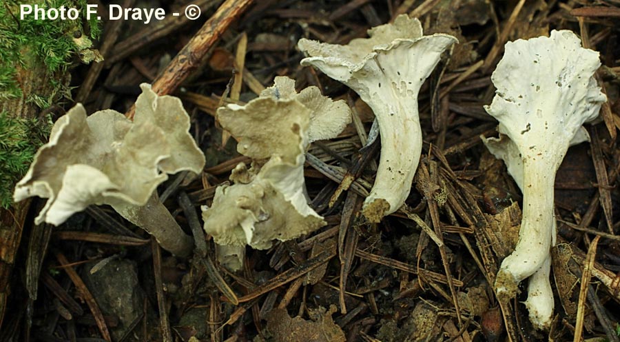 Pseudocraterellus sinuosus (Craterellus sinuosus)