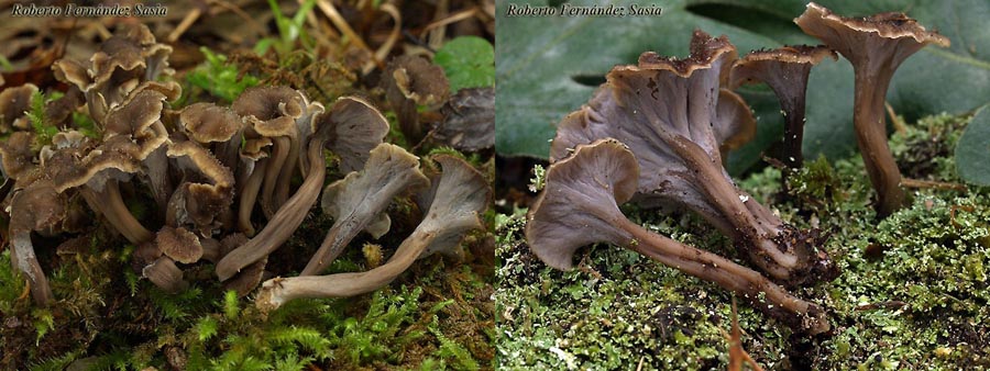 Pseudocraterellus undulatus (Craterellus sinuosus)