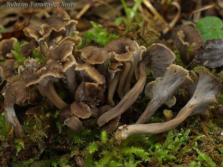 Pseudocraterellus undulatus (Craterellus sinuosus)