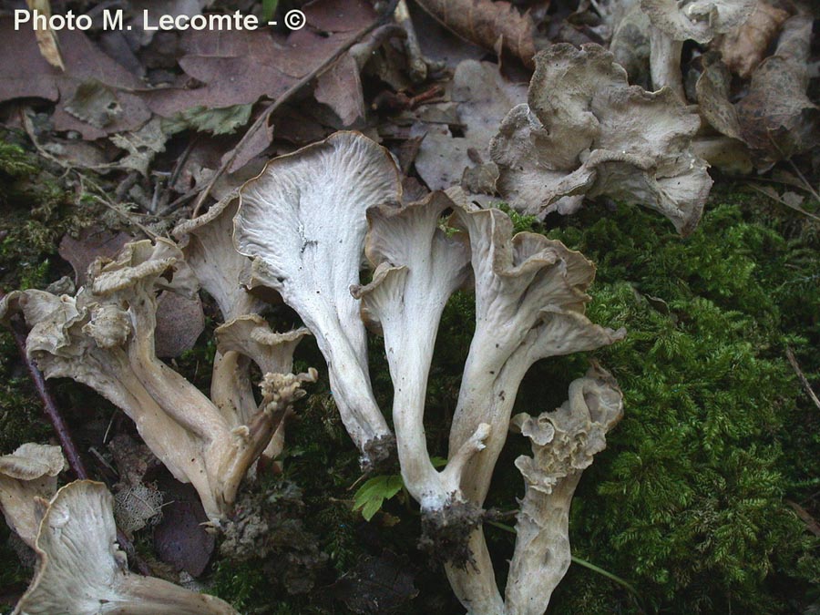 Pseudocraterellus undulatus