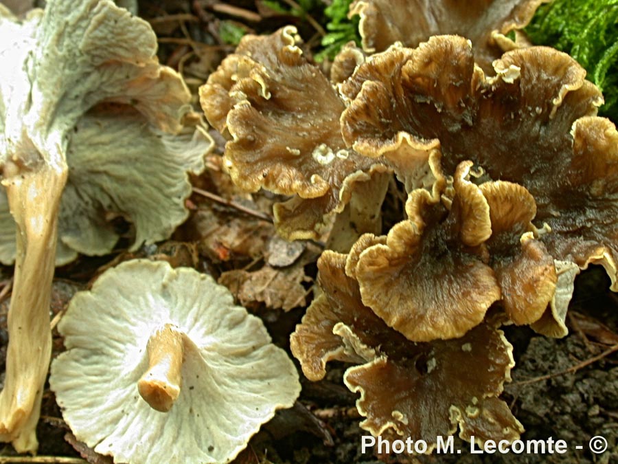 Pseudocraterellus undulatus