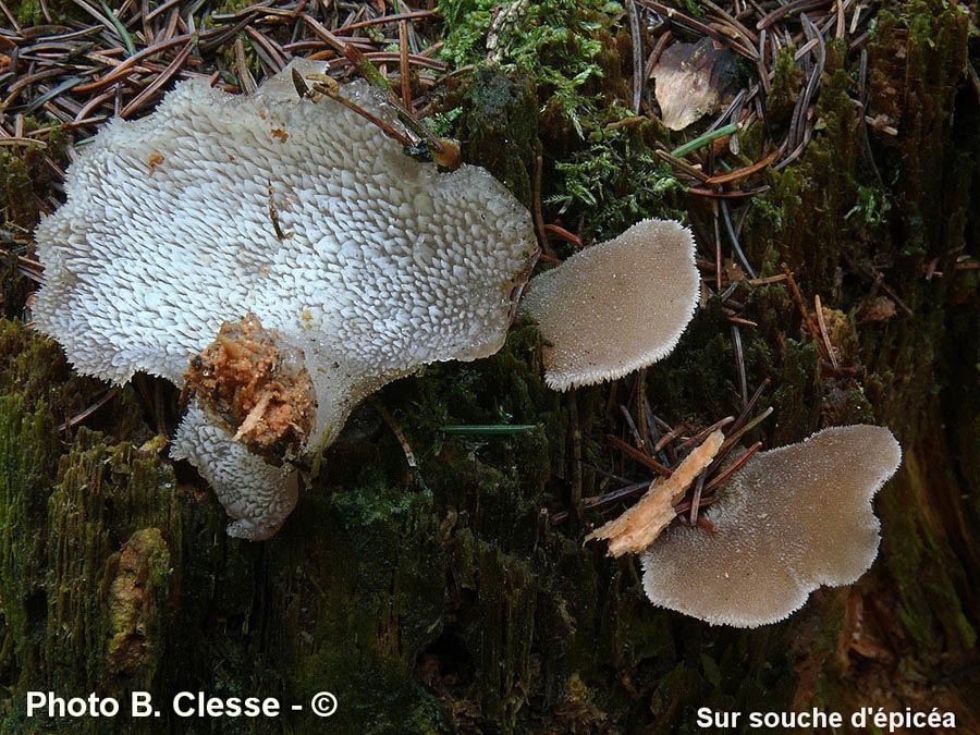 Pseudohydnum gelatinosum