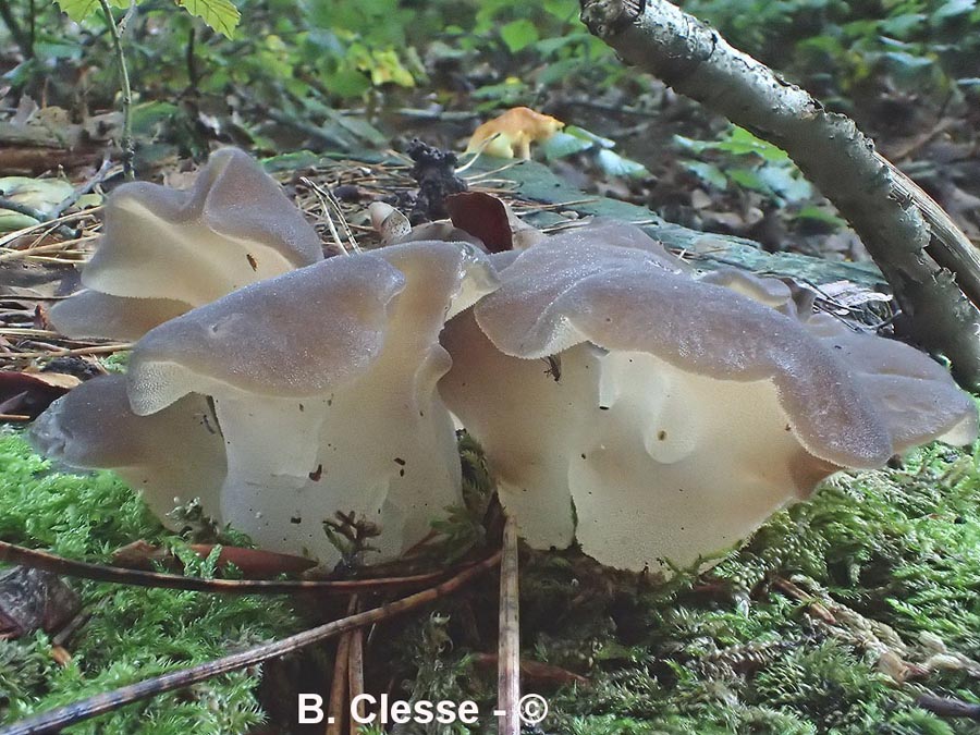 Pseudohydnum gelatinosum