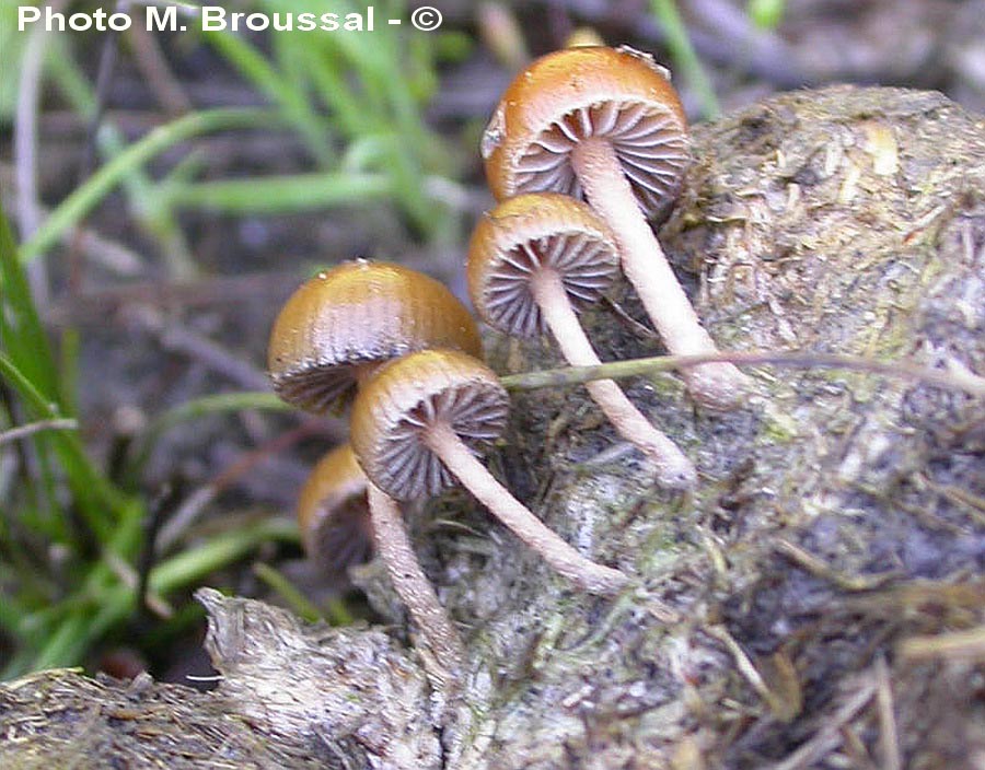 Psilocybe coprophila