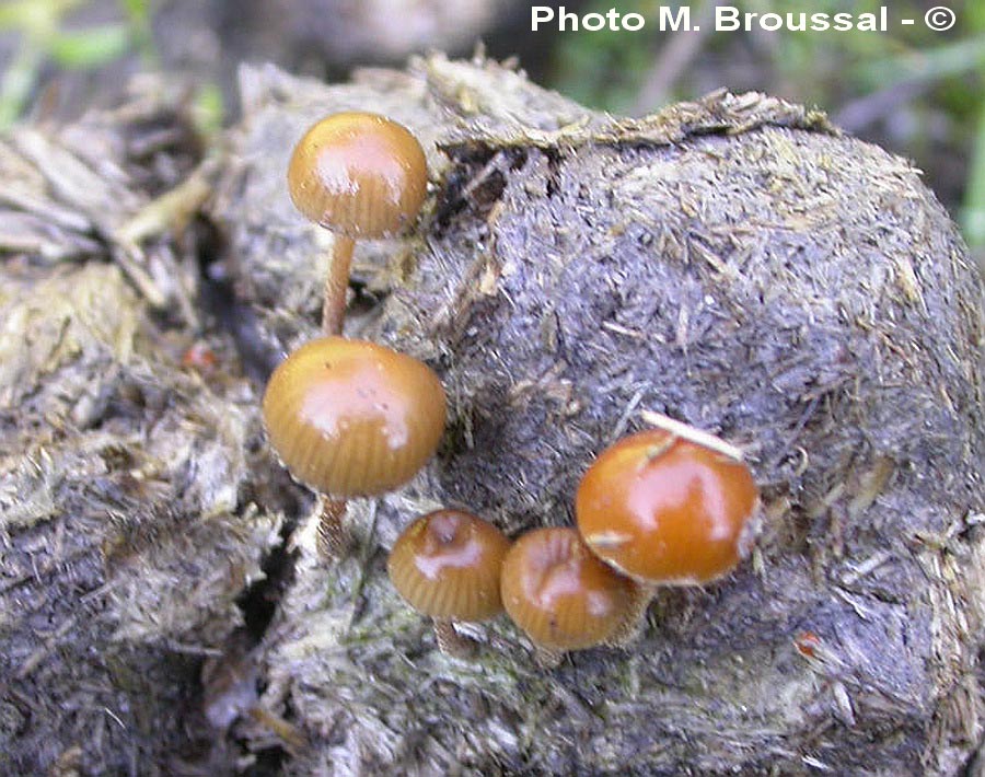 Psilocybe coprophila