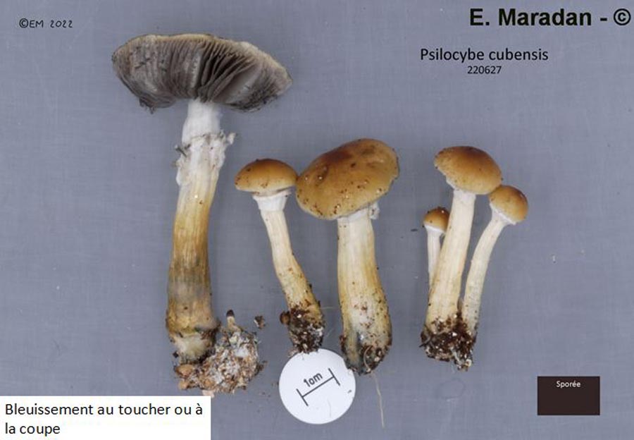 Psilocybe cubensis