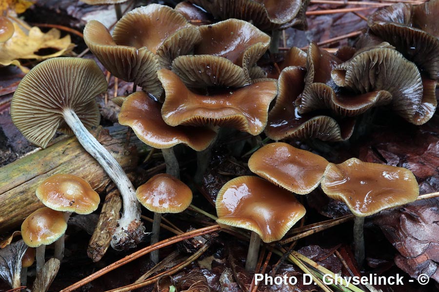 Psilocybe cyanescens