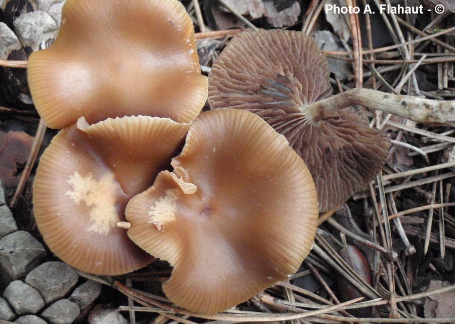 Psilocybe cyanescens