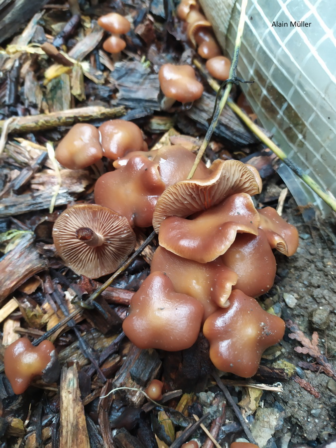 Psilocybe cyanescens