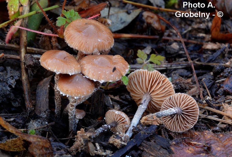 Psilocybe inquilina var. crobula