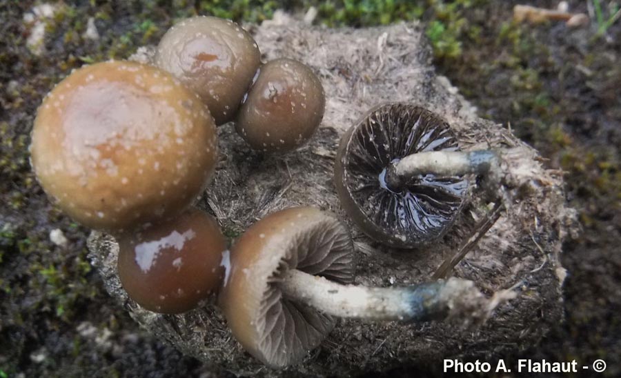 Psilocybe liniformans