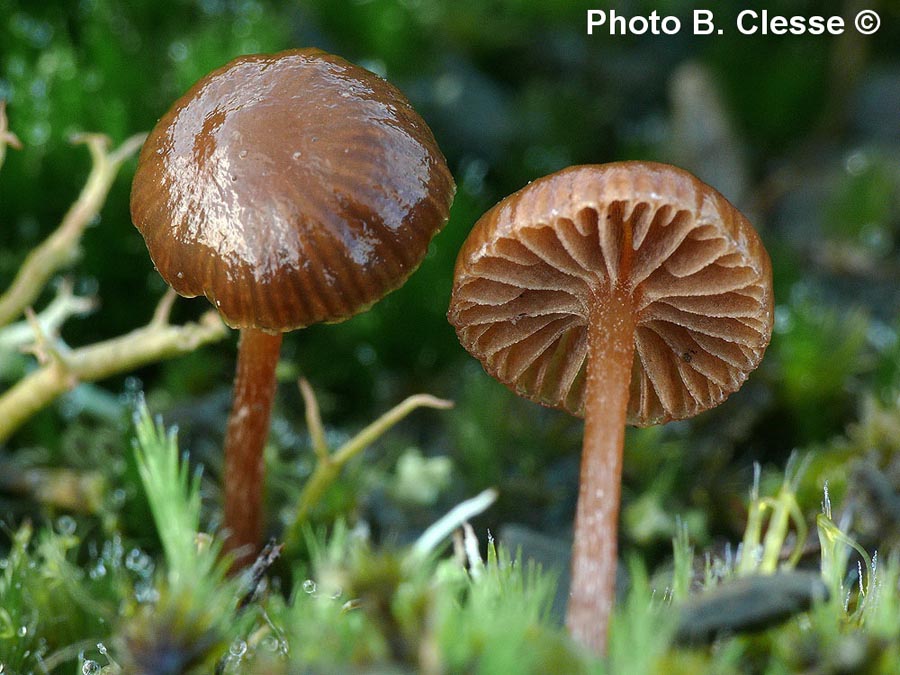 Psilocybe montana