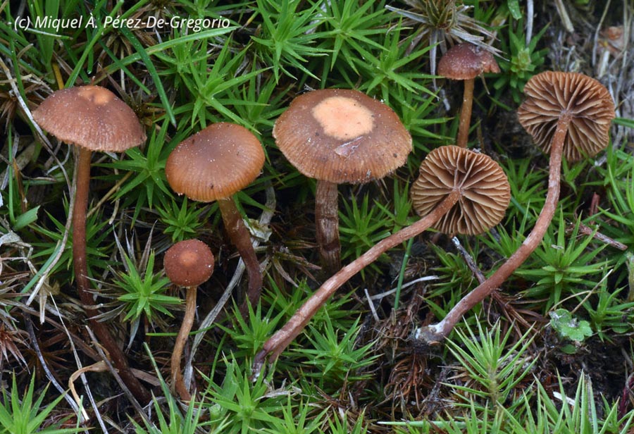 Psilocybe montana (Deconica montana)