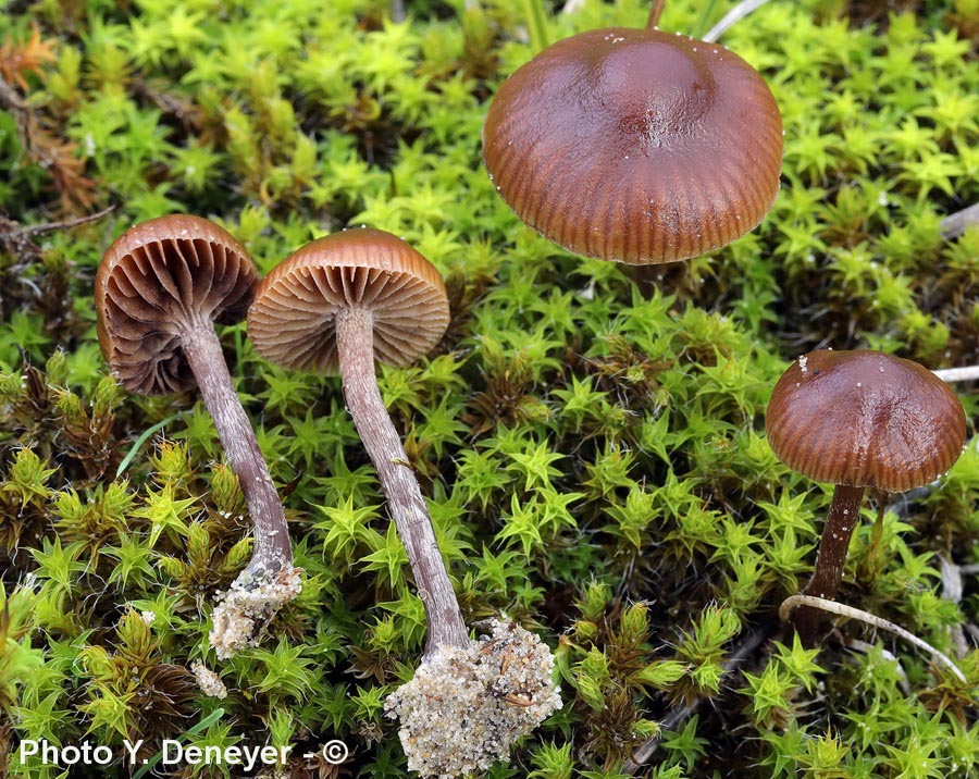 Psilocybe pratensis