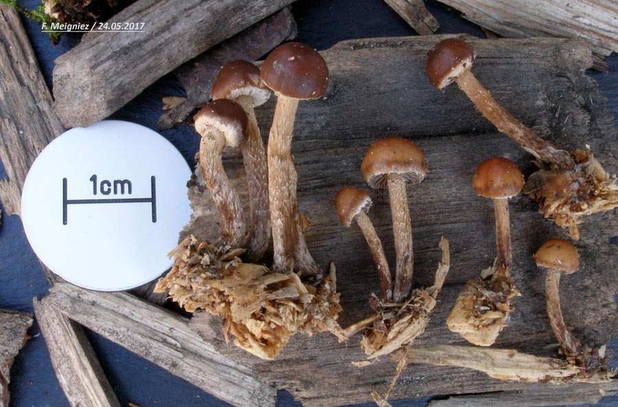 Psilocybe rhombispora