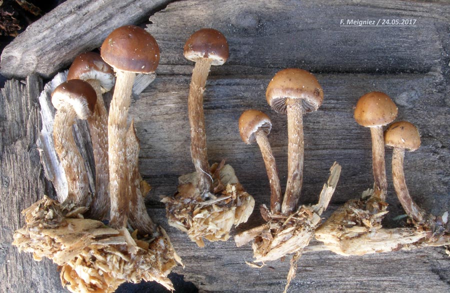 Psilocybe rhombispora