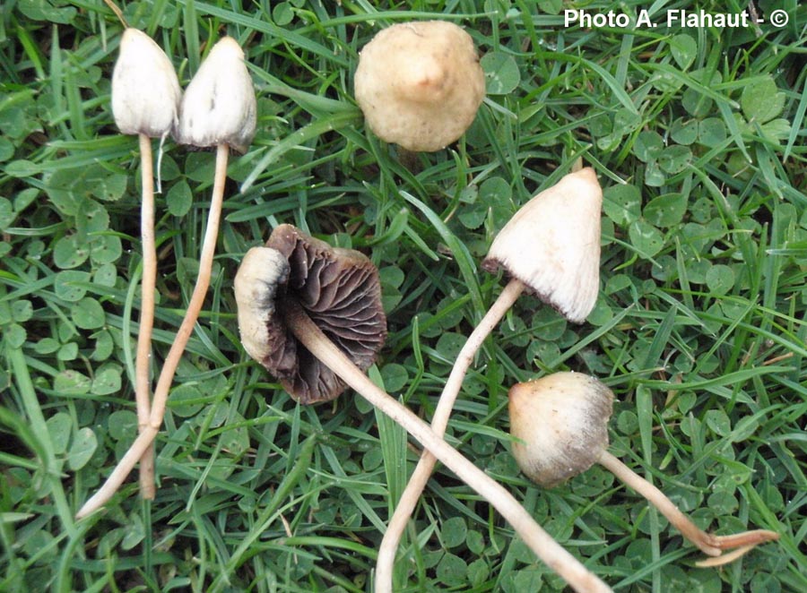 Psilocybe semilanceata