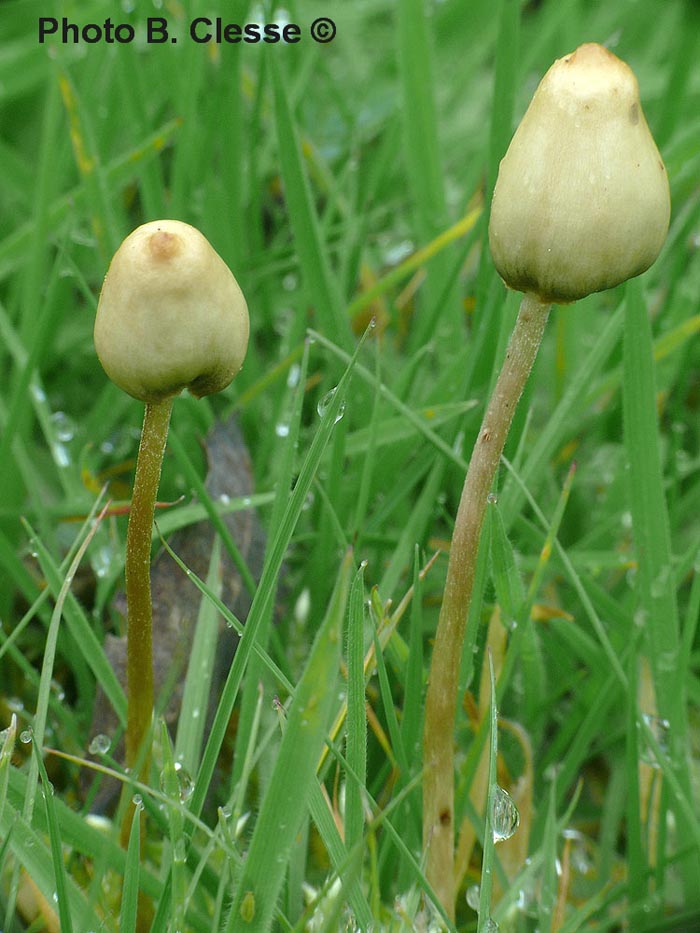 Psilocybe semilanceata