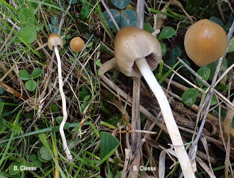 Psilocybe semilanceata