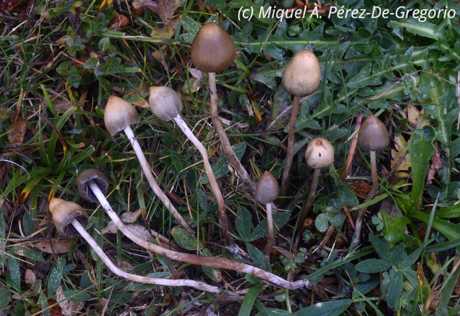 Psilocybe semilanceata