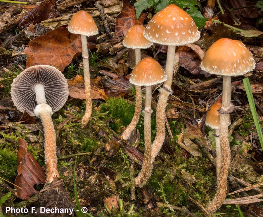 Psilocybe squamosa