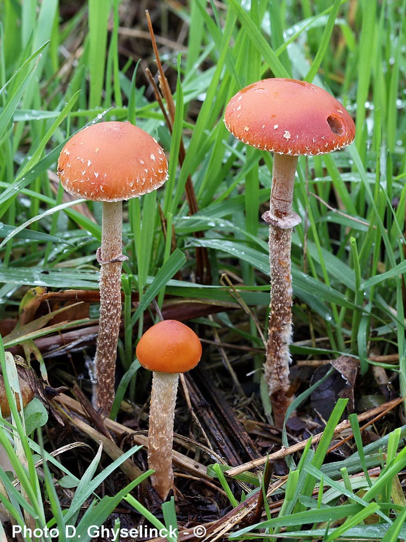 Psilocybe thrausta (Leratiomyces squamosus)