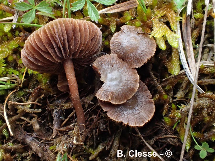 Psilocybe xeroderma (Deconica xeroderma)