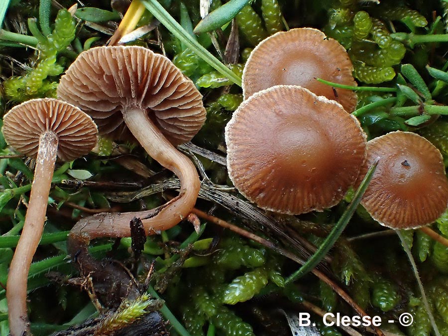 Psilocybe xeroderma (Deconica xeroderma)