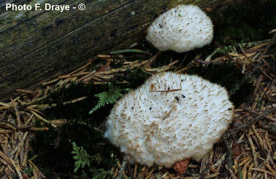 Ptychogaster albus (Postia ptychogaster, Oligoporus ptychogaster)