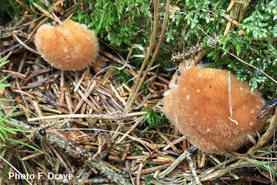 Ptychogaster albus (Postia ptychogaster, Oligoporus ptychogaster)