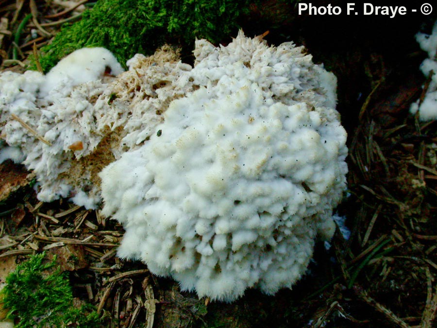 Ptychogaster albus (Postia ptychogaster, = Oligoporus ptychogaster)