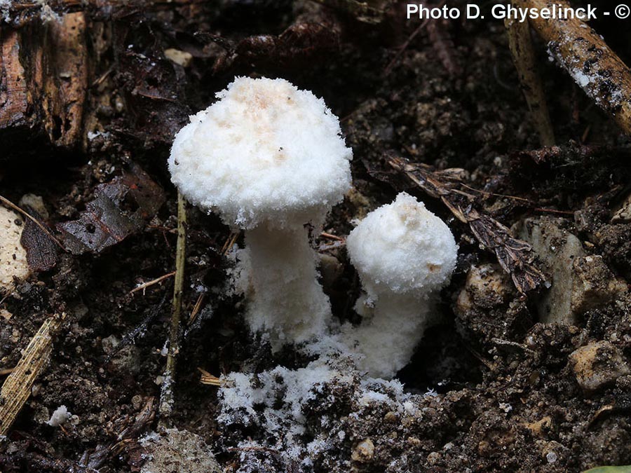 Pulverolepiota pulverulenta