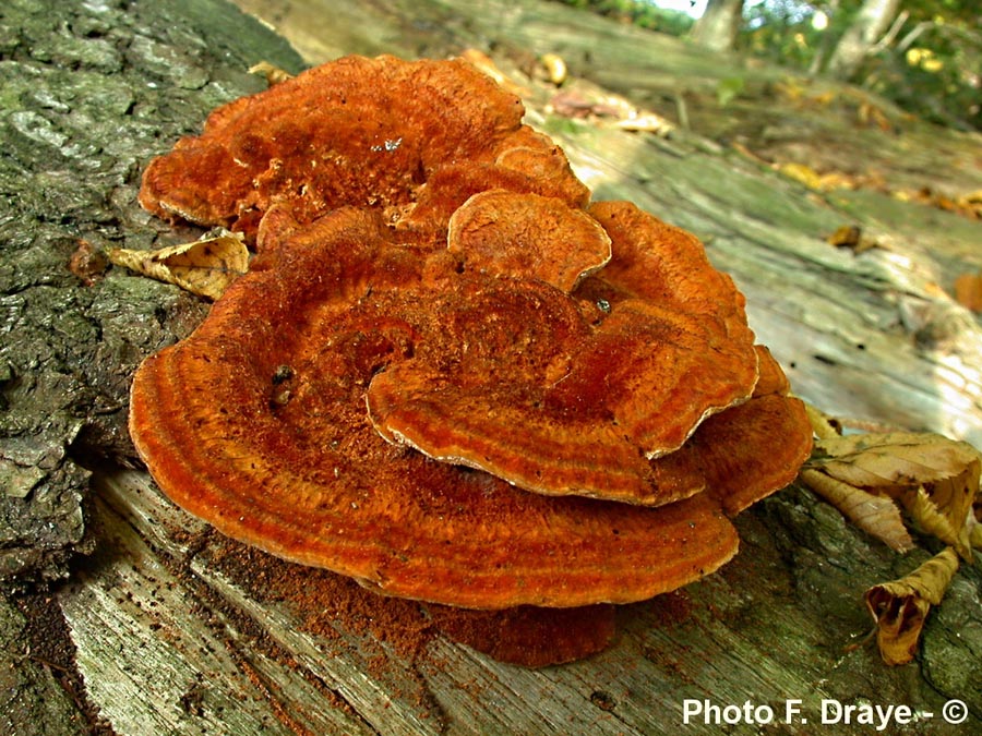 Pycnoporellus fulgens