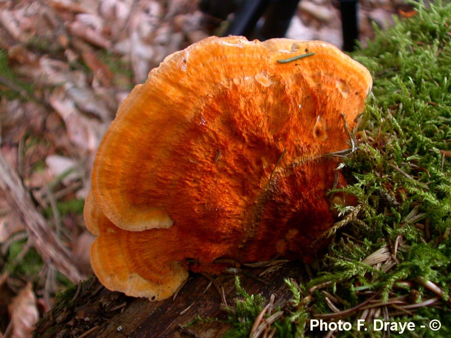 Pycnoporellus fulgens