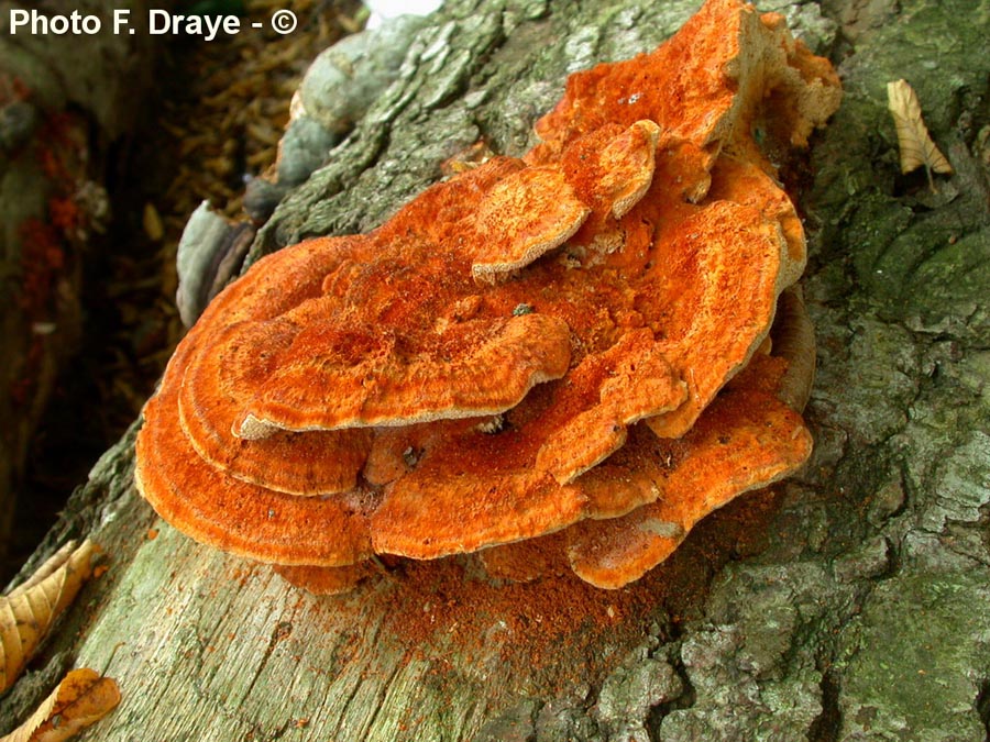 Pycnoporellus fulgens