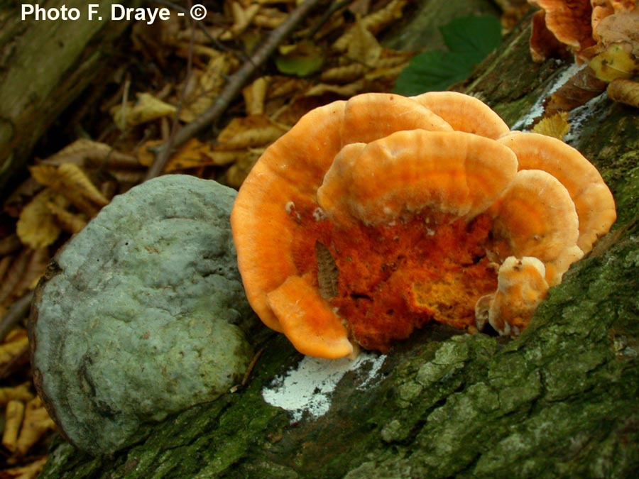 Pycnoporellus fulgens