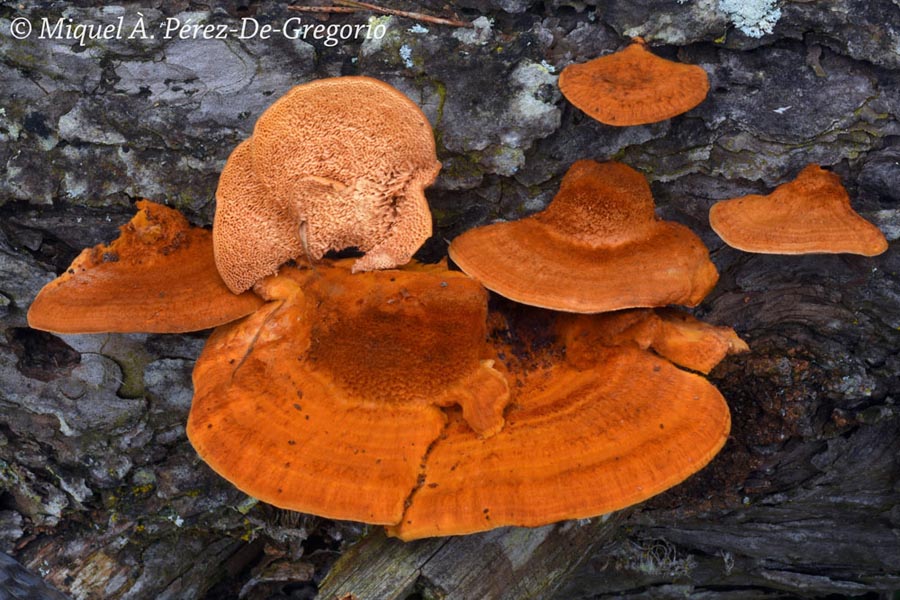 Pycnoporellus fulgens